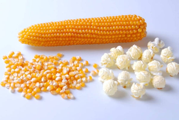 popcorn planting seeds Robust Yellow Hybrid Popcorn F1 5,000 Seeds