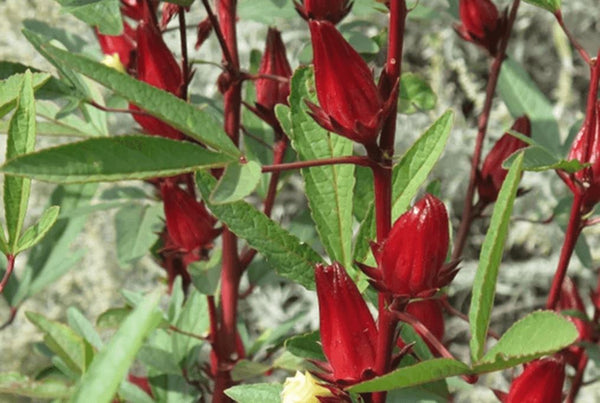 Roselle Hibiscus