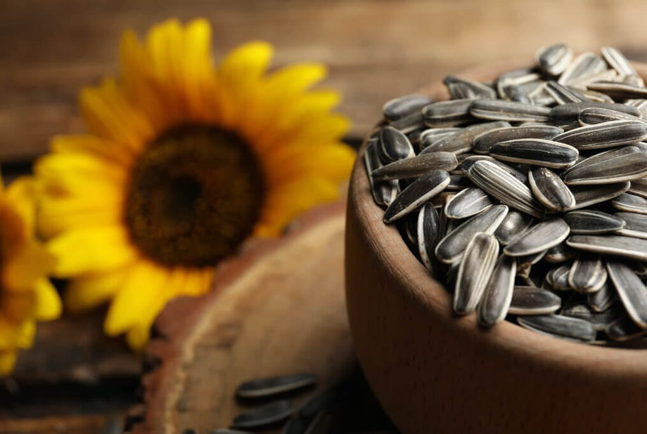 sunflower seeds flower Salt N' Roast Sunflower 50 Seeds