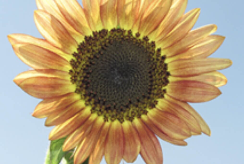 Santa Fe Sunset Sunflower