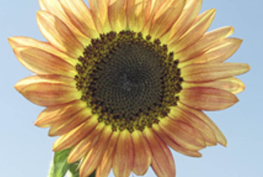 sunflower　プロフィール見てね～■IS　GSE31 H27.1 American Giant Hybrid Sunflower – HOSS