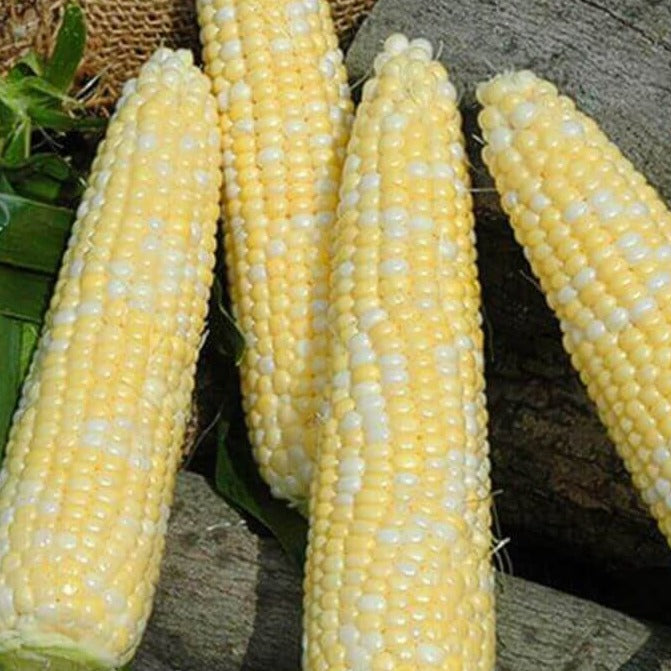 Seminole XR Sweet Corn