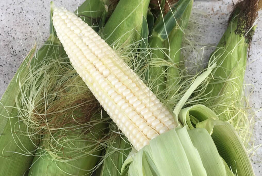 planting silver queen corn seeds Silver Queen Corn | Fresh, sweet and tasty