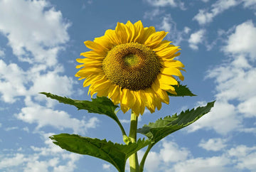 Chocolate Cherry Sunflower – HOSS