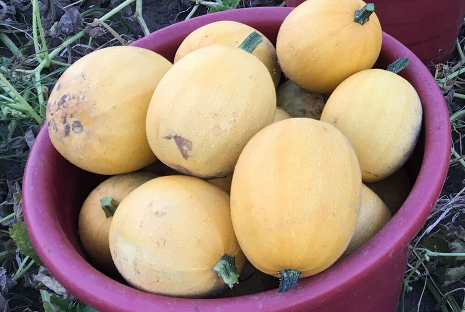 spaghetti squash seeds for planting Small Wonder Spaghetti Squash – HOSS