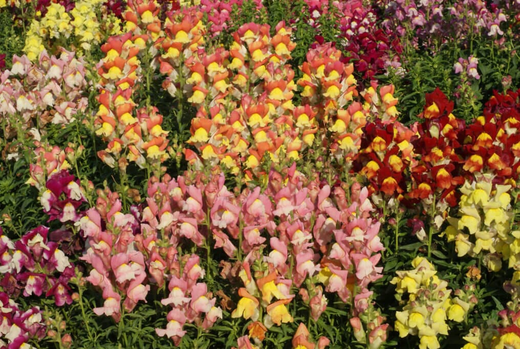 hoss wildflower seeds Southeast Wildflower Mix – HOSS