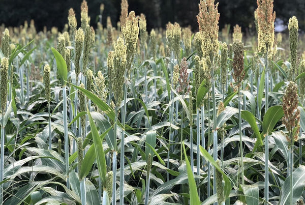 herbicides labeled for sorghum-sudangrass Sorghum Sudangrass