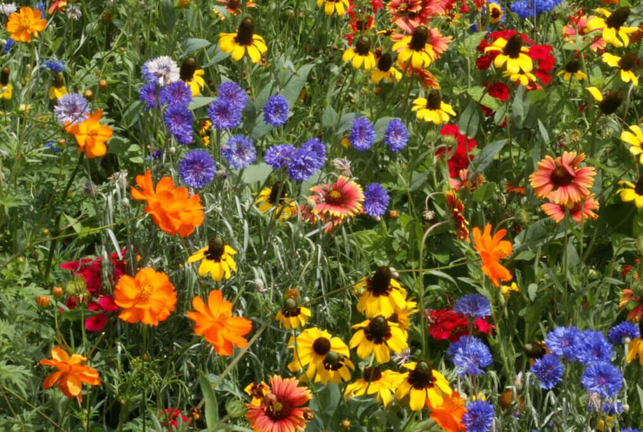 Southeast Wildflower Mix – HOSS