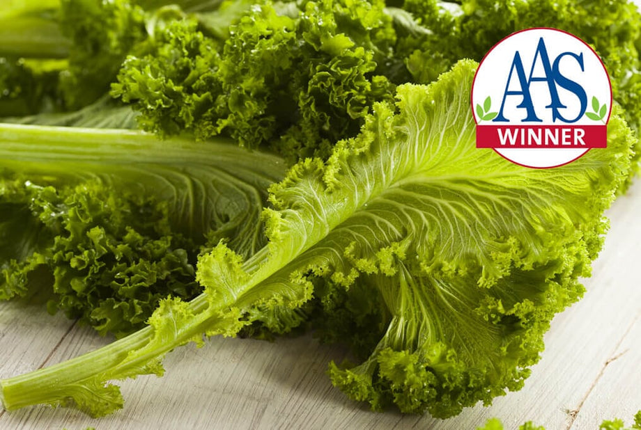 Southern Giant Curled Mustard Greens