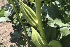 Star of David Okra