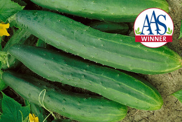 Marketmore 76 Cucumber – HOSS
