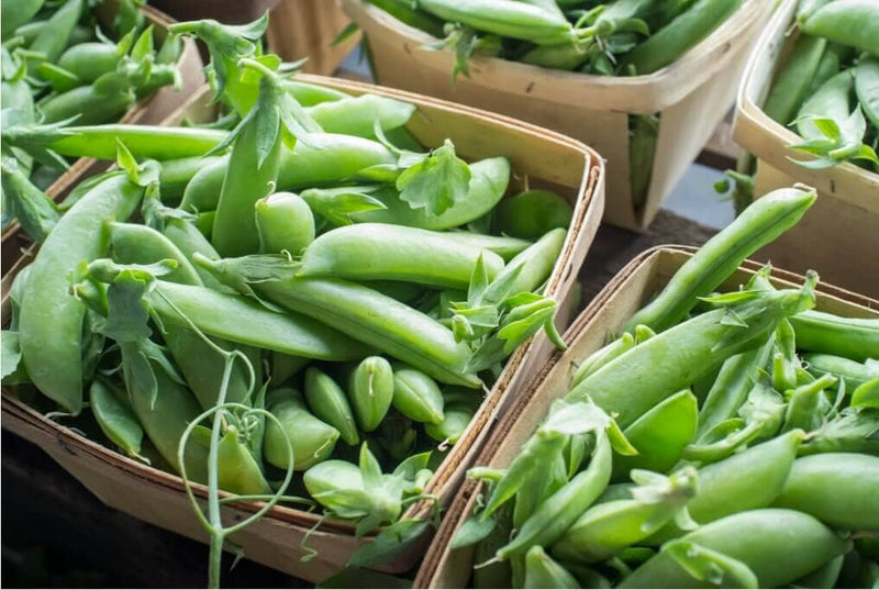 Sugar Snap Pea