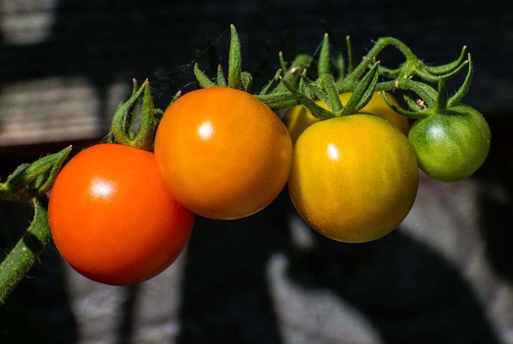 tomato and tobacco crossbreed A purchasable single plant that can grow tomatoes and potatoes aptly named 'Ketchup 'n' Fries' : r/interestingasfuck Sun Gold Tomato is an indeterminate Namib Cocktail Hybrid Tomato Seeds