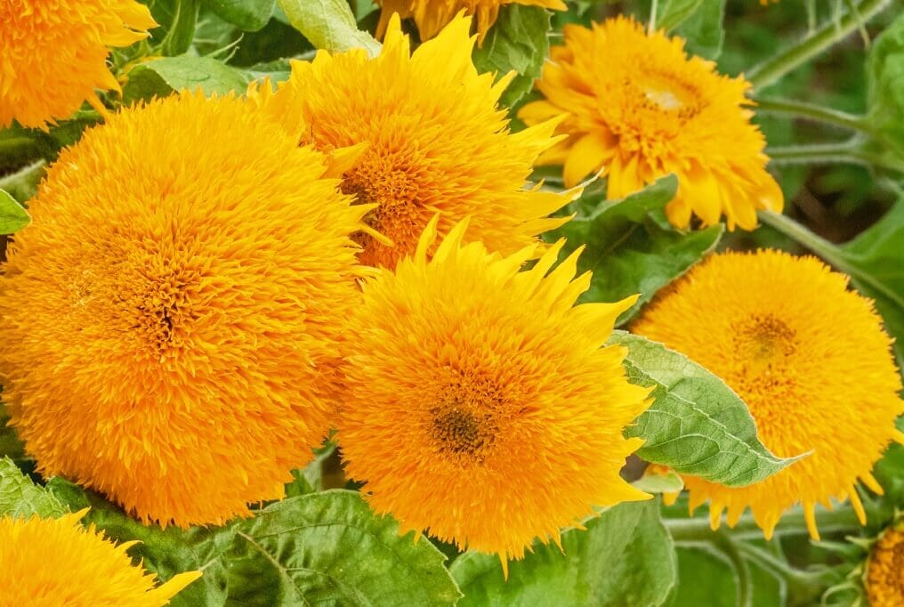 Sungold Dwarf Sunflower