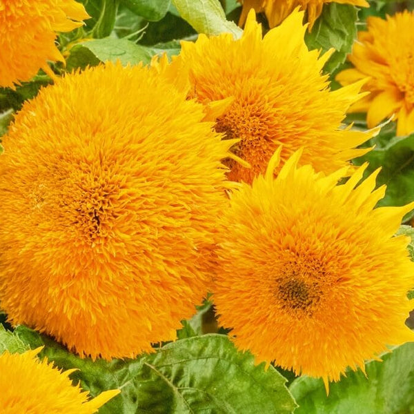 Sungold Dwarf Sunflower – HOSS