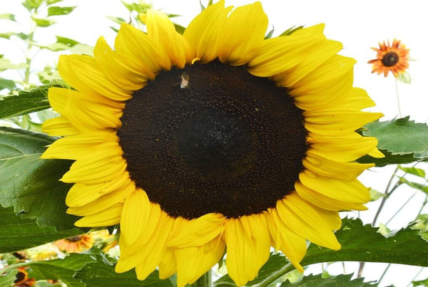 Sunspot Dwarf Sunflower – HOSS