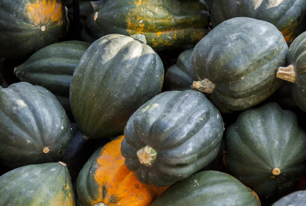 Table Ace Acorn Squash – HOSS