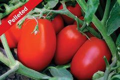 Tachi Hybrid Tomato F1