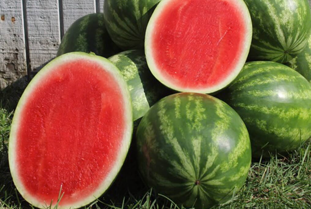Tailgate Seedless Watermelon