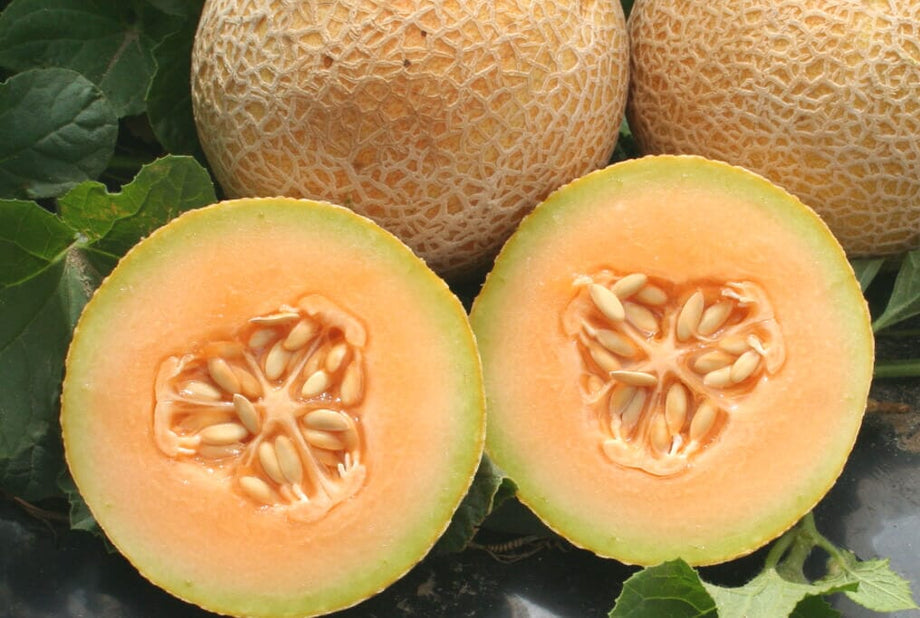 Tasty Bites Hybrid Melon F1 – HOSS Tasty Bites Hybrid Melon F1 – HOSS