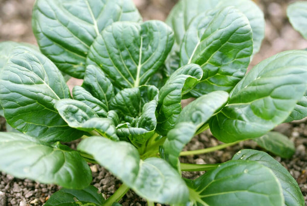 Immagine rappresentativa di Totosi scommesse