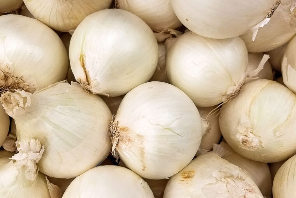 Texas Early White Onion