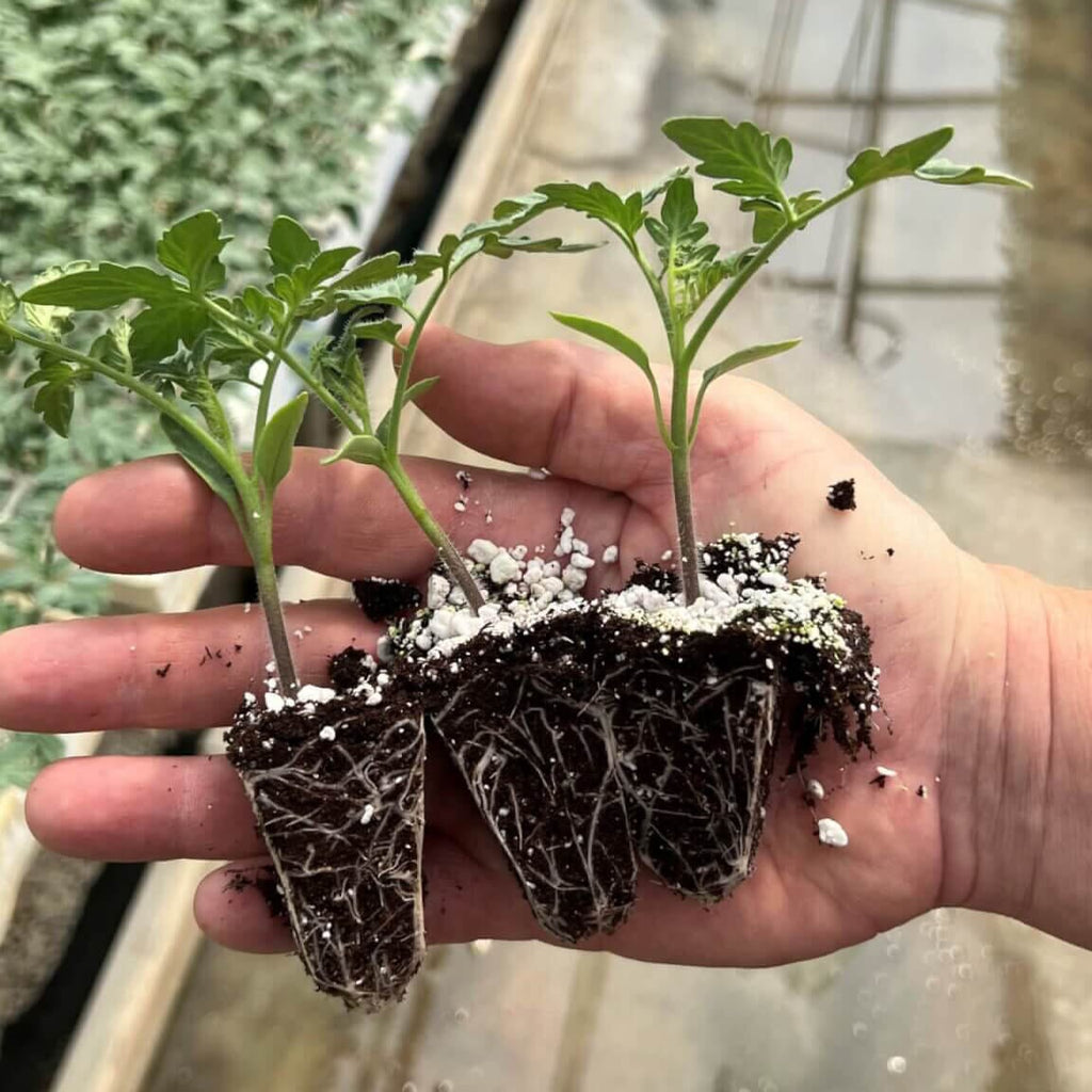 Tomato Plant Plugs Bundle