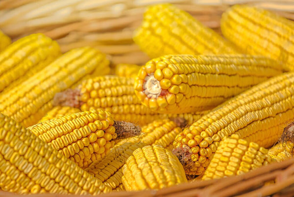 Truckers Favorite Yellow Corn – HOSS