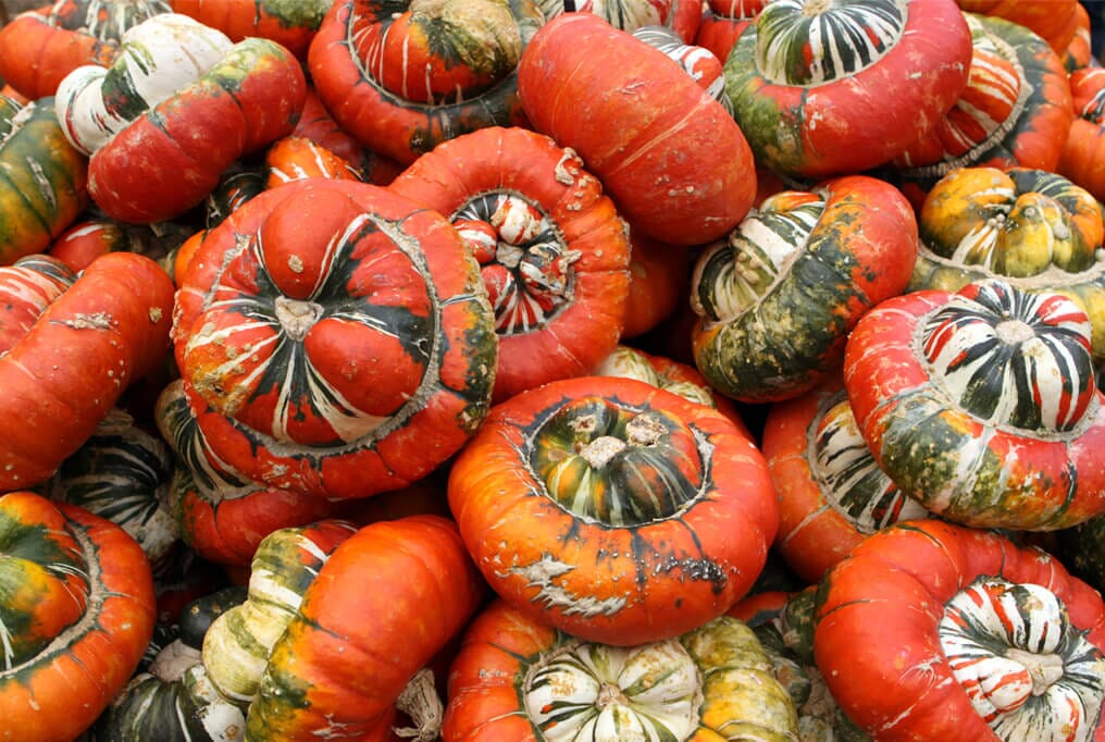 Turks Turban Gourd
