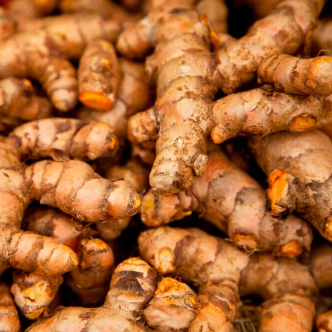 Turmeric Roots