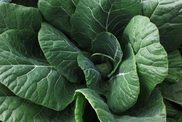 Little Seed Store 600+ Collard Greens Seeds – Heat & Frost Tolerant, Slow Bolt, Non-GMO, Heirloom