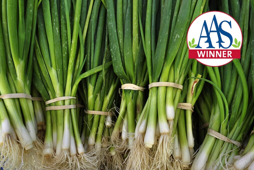 Warrior Bunching Onion – HOSS
