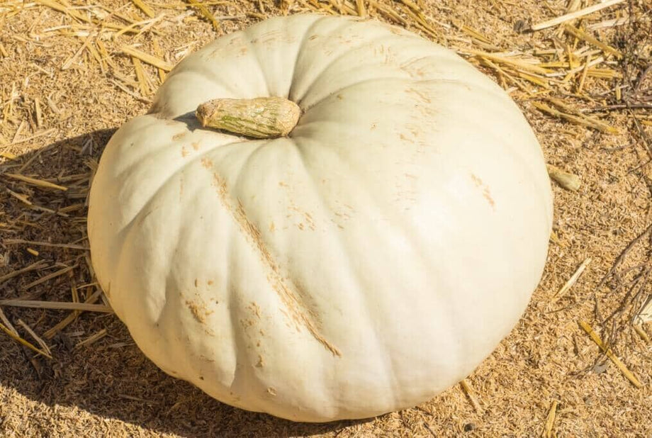 Super Moon Hybrid Pumpkin F1 – HOSS