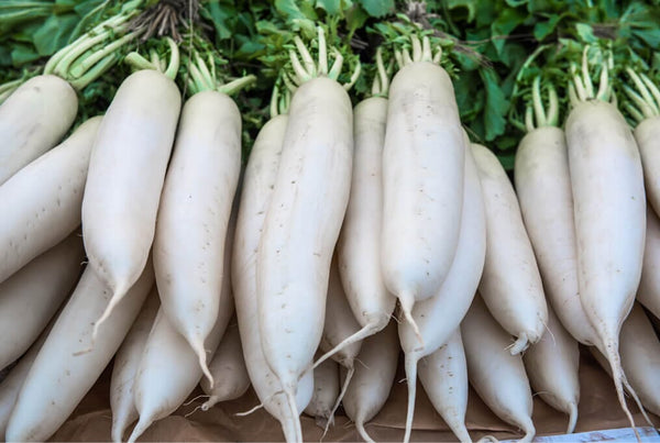 white-icicle-radish_grande.jpg
