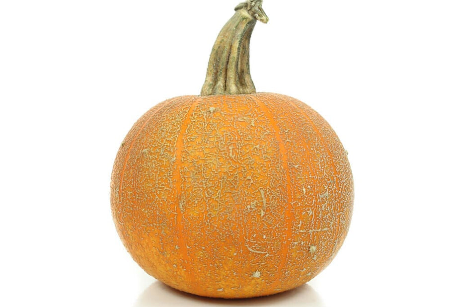 pumpkin様 Winter Luxury Pumpkin – HOSS