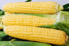 Yellowstone Hybrid Sweet Corn F1