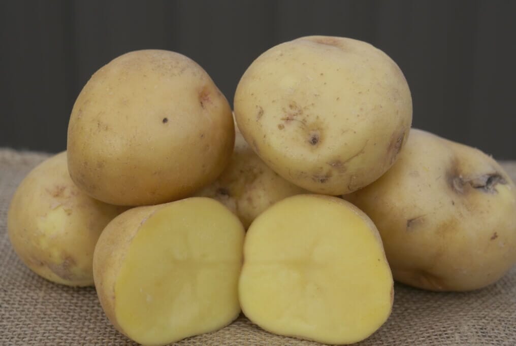 Yukon Gold Potato